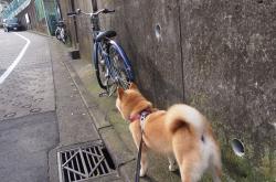 华体会APP-广厦硬仗显真章，哈登关键一击定乾坤